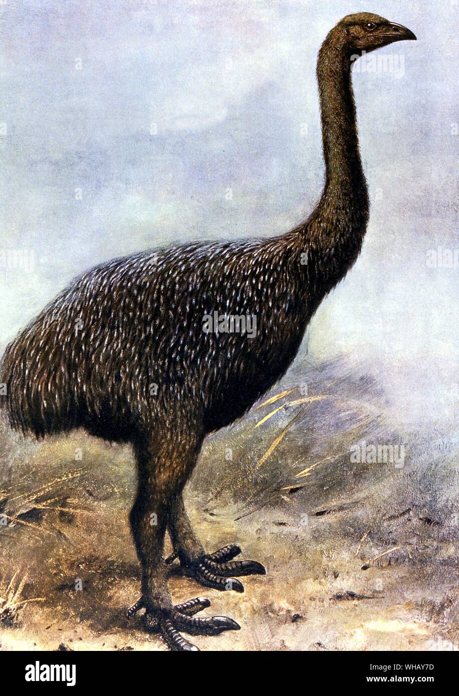 Lesser Megalapteryx Didinos Chromolithograph from a painting dated 1907. Extinct Birds by Errol Fuller page 30. A study of the world's recently extinct bird species with colour and black and white illustrations. Stock Photo