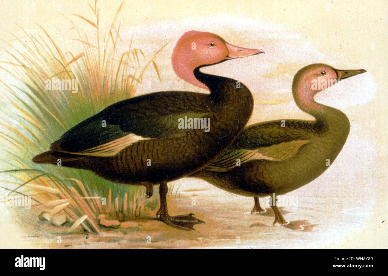 Pink Headed Ducks. Extinct Birds by Errol Fuller page 54. A study of the world's recently extinct bird species with colour and black and white illustrations. Stock Photo