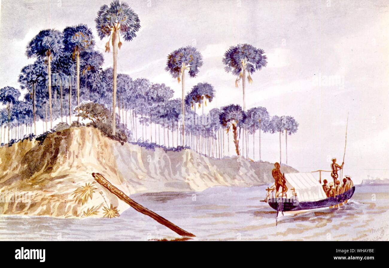 Palm Grove above Mazaro Zambezi River from the Zambezi Expedition of David Livingstone (1813-1873), Scottish missionary and explorer in the Victorian era. The African Adventure - A History of Africa's Explorers by Timothy Severin. Stock Photo