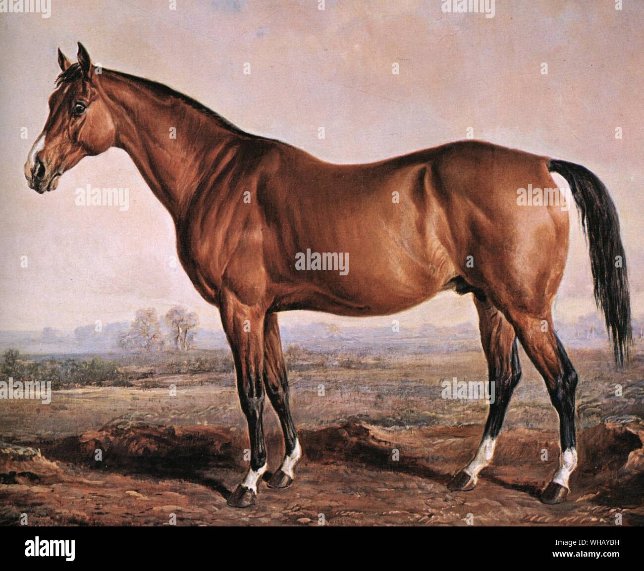 The famous race horse, Lexington, was born in 1850, stood 15 hands (63 inches), 3 inches high, and on April 2, 1855, set a record at the Metaire Course in New Orleans by running 4 miles in 7 minutes, 19 3/4 seconds.. He was the best horse bred in America in the 19th century. Like Man O' War 67 years later, he represented an exceptionally long-established American male line, although there was much recently-imported blood close up in his pedigree. He had limitless stamina and courage, and also the pulverizing speed which enabled him to distance his opponents in many het-races. He became one of Stock Photo