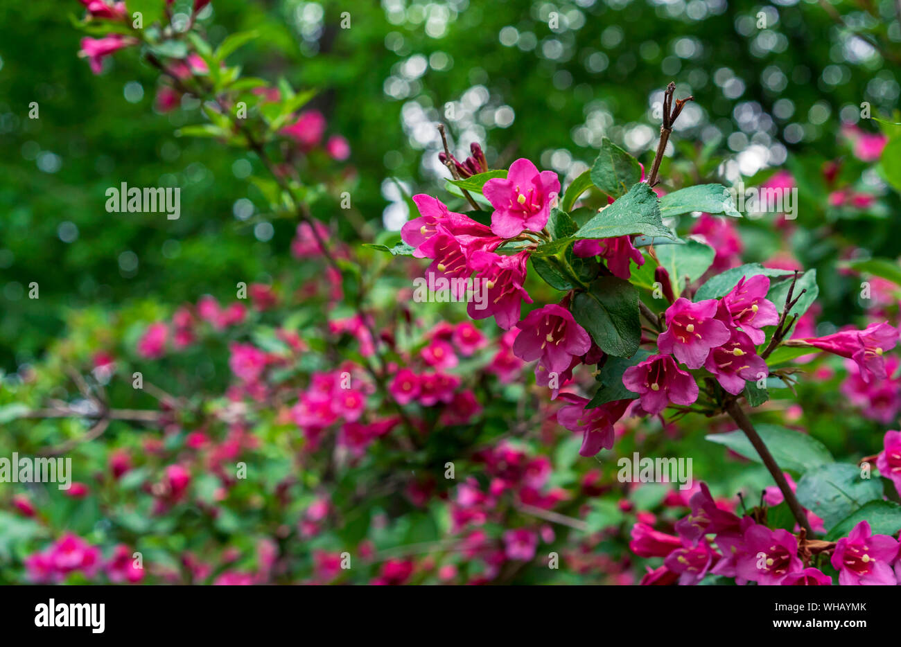 Flowering Weigela. Weigela Evita lowgrowing shrub with red and pink