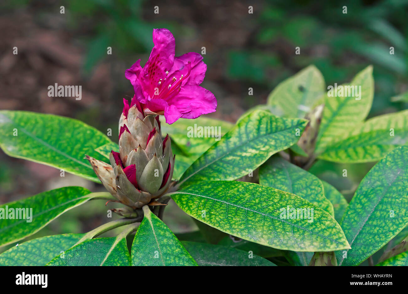 Pacific rhododendron (Rhododendron macrophyllum) is a large-leaved ...