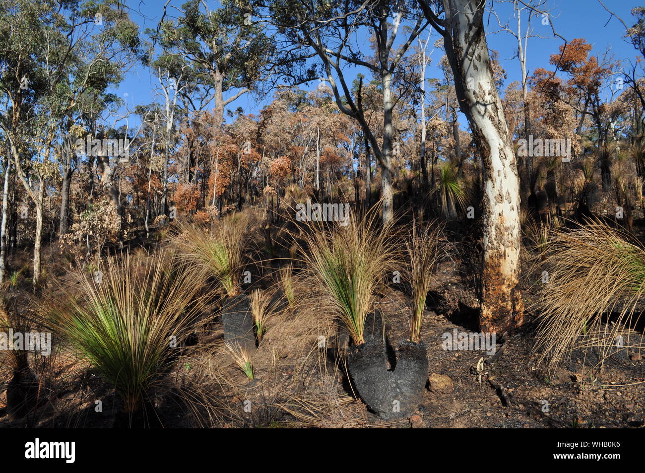 Australian bush after controlled burning for fire control, Whistlepipe Gully Walk, Mundy Regional Park, Perth Hills, Western Australia, Australia Stock Photo