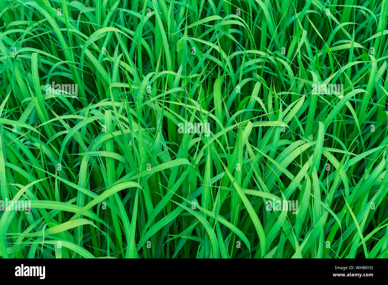 Green grass. Background from green grass. Stock Photo
