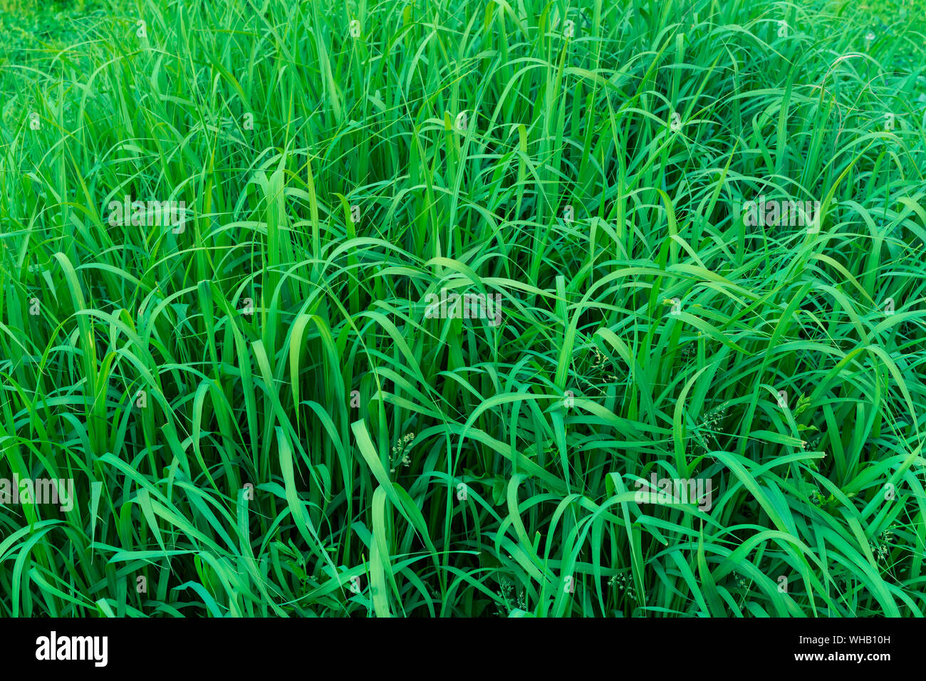 Green grass. Background from green grass. Stock Photo