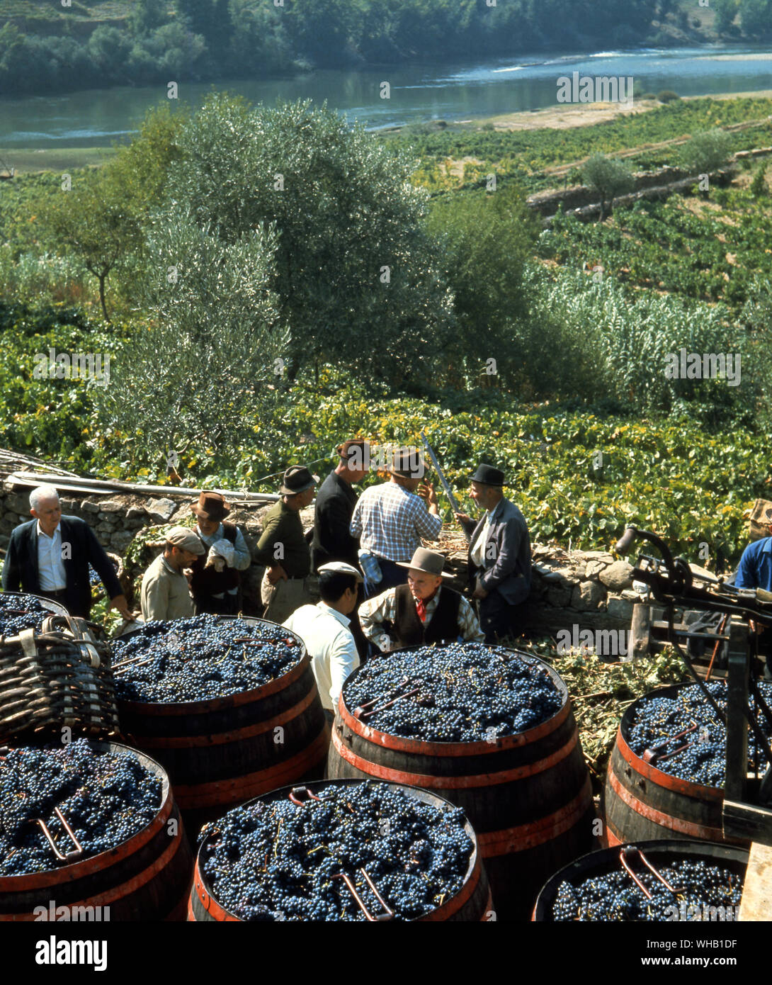 Wine : Inspecting crop on the Douro , Portugal . Stock Photo