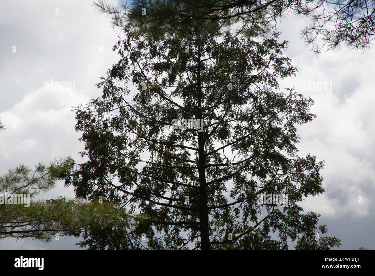 Cedar Tree backlit by storm clouds Stock Photo