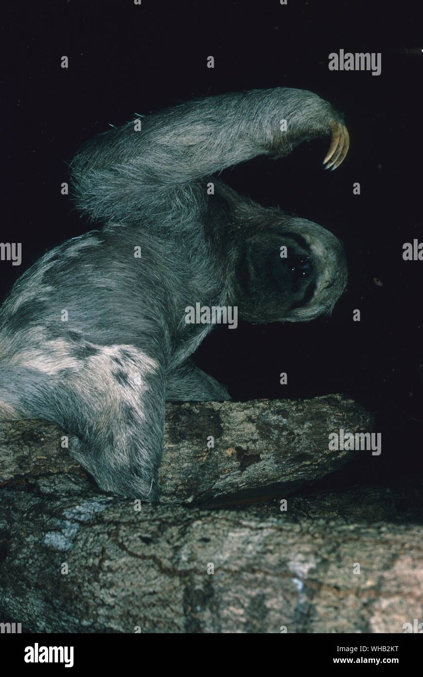 Brazil - three toed sloth. Stock Photo