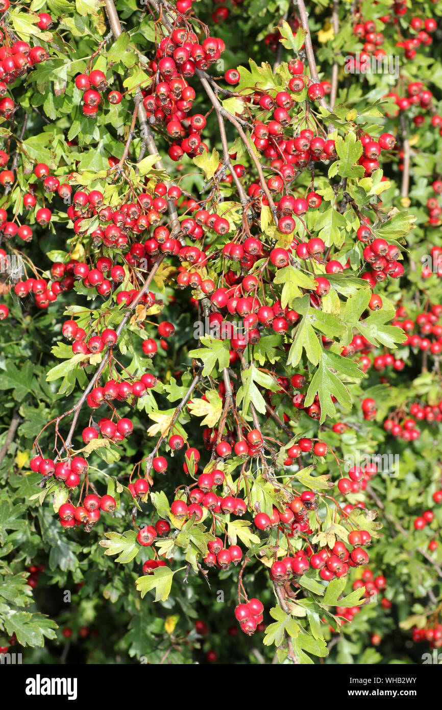 Hawthorn Crataegus monogyna Berries Stock Photo