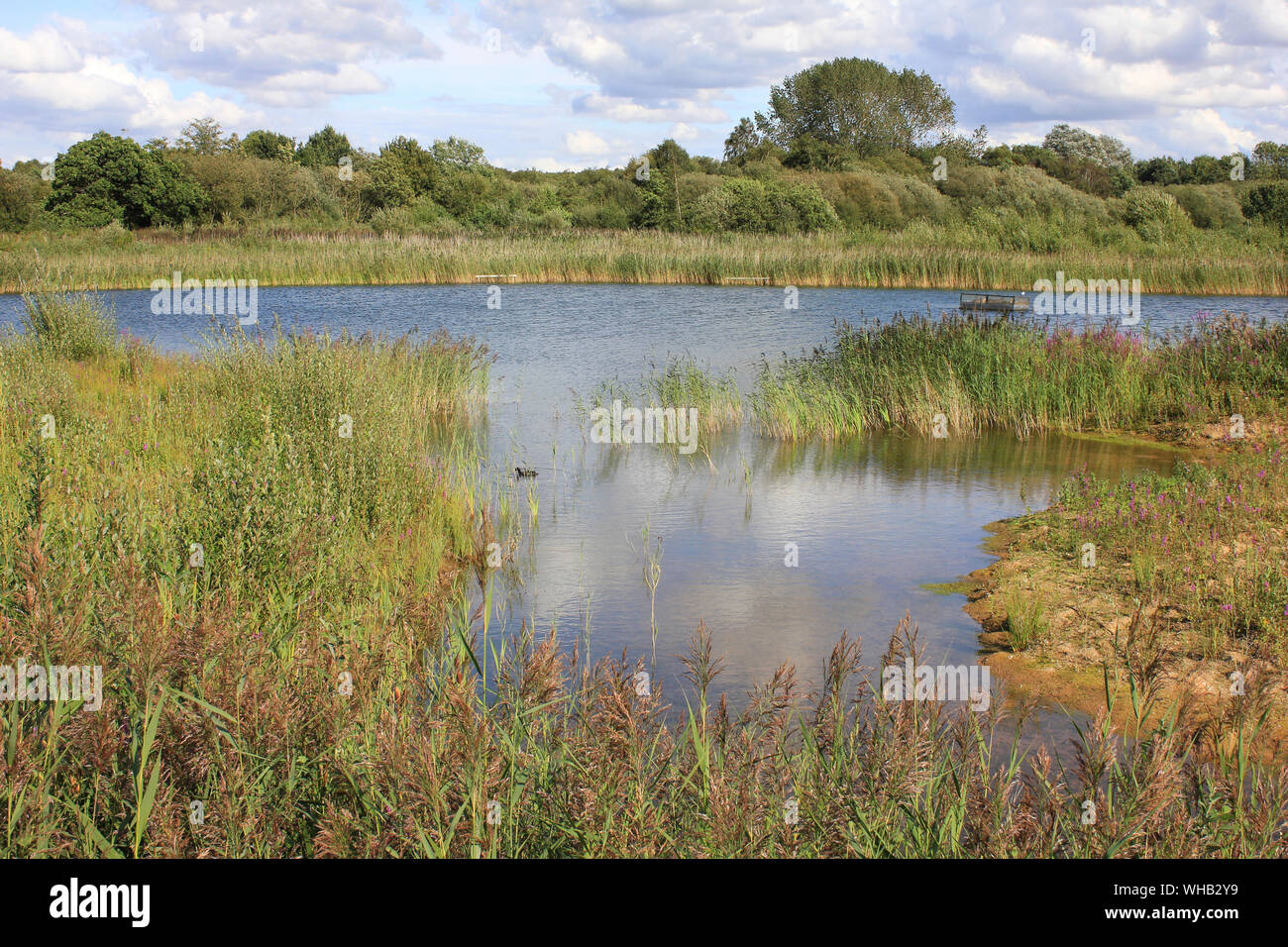 Potteric Carr Nature Reserve near Doncaster, Yorkshire, UK Stock Photo