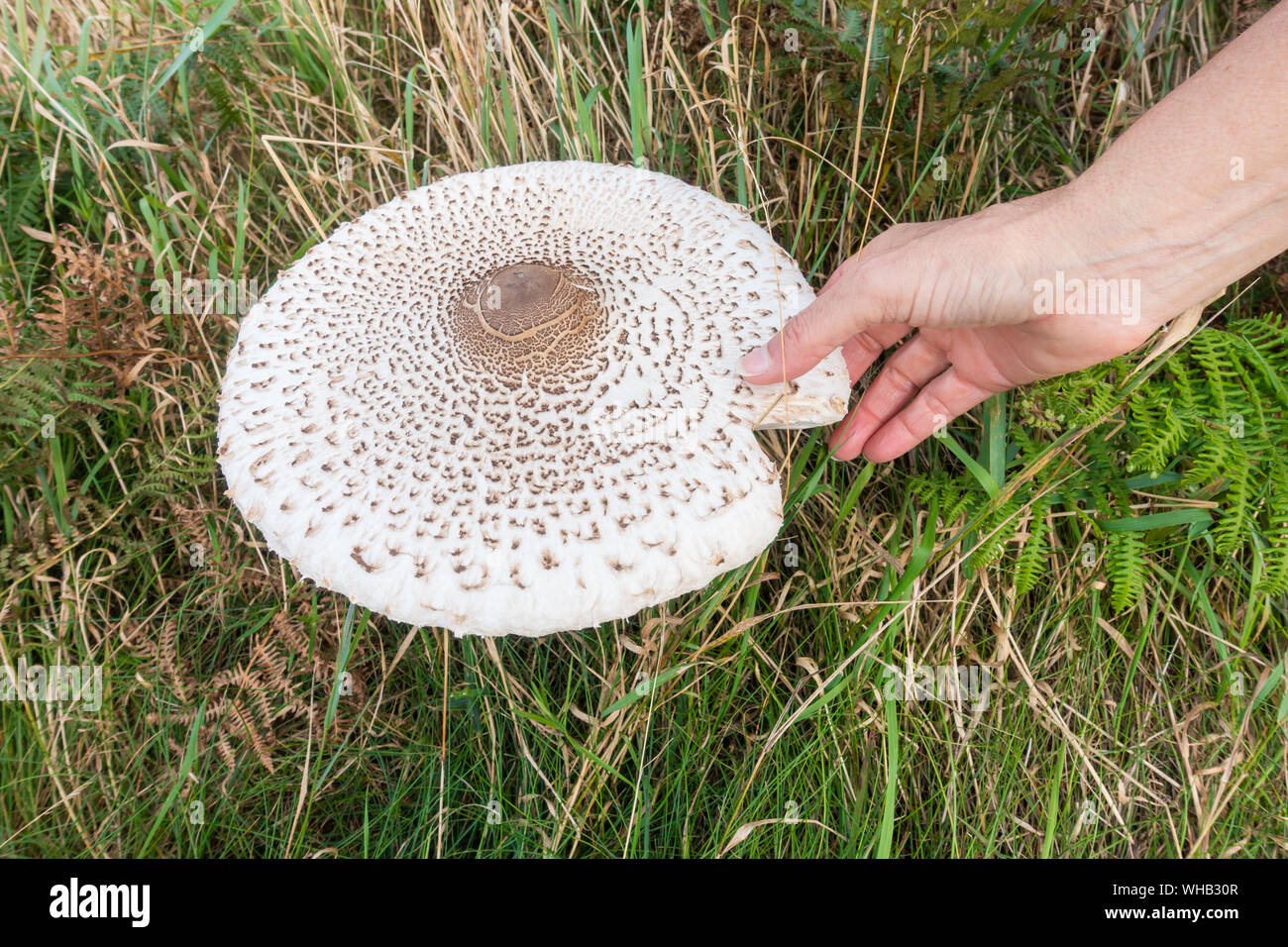 Parasol mushroom (Macrolepiota procera) growing on coastal cliffs. UK Stock Photo