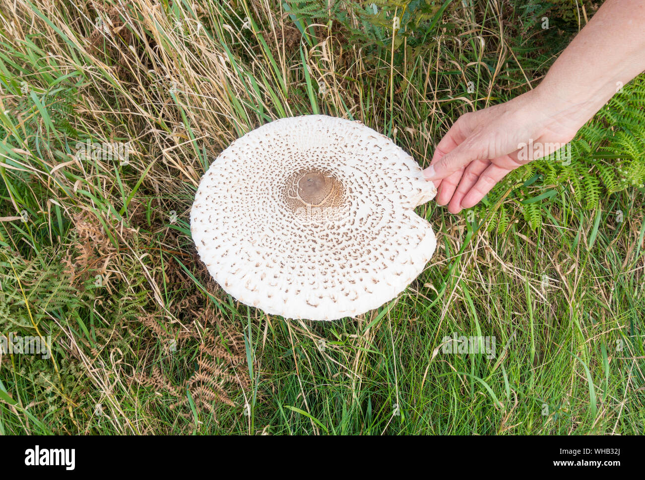 Parasol mushroom (Macrolepiota procera) growing on coastal cliffs. UK Stock Photo