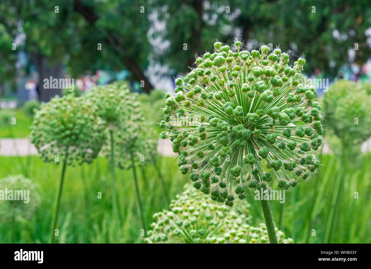Giant onions (Allium Giganteum) after flowering. Fruits of ornamental