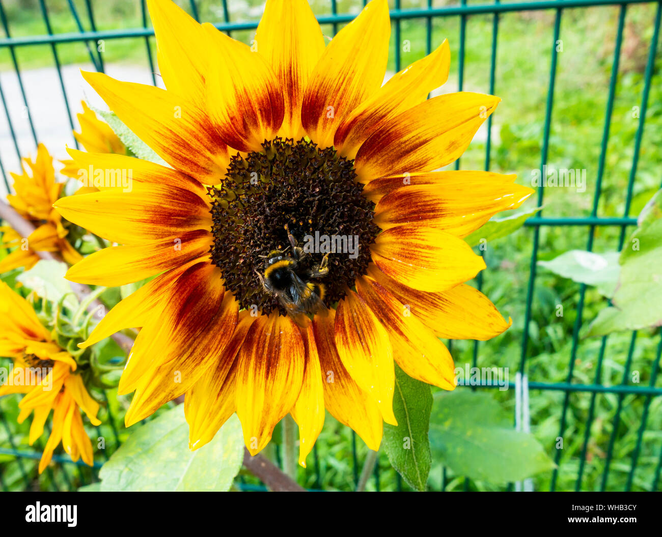Bee pollinating Sunflower in allotment. UK Stock Photo