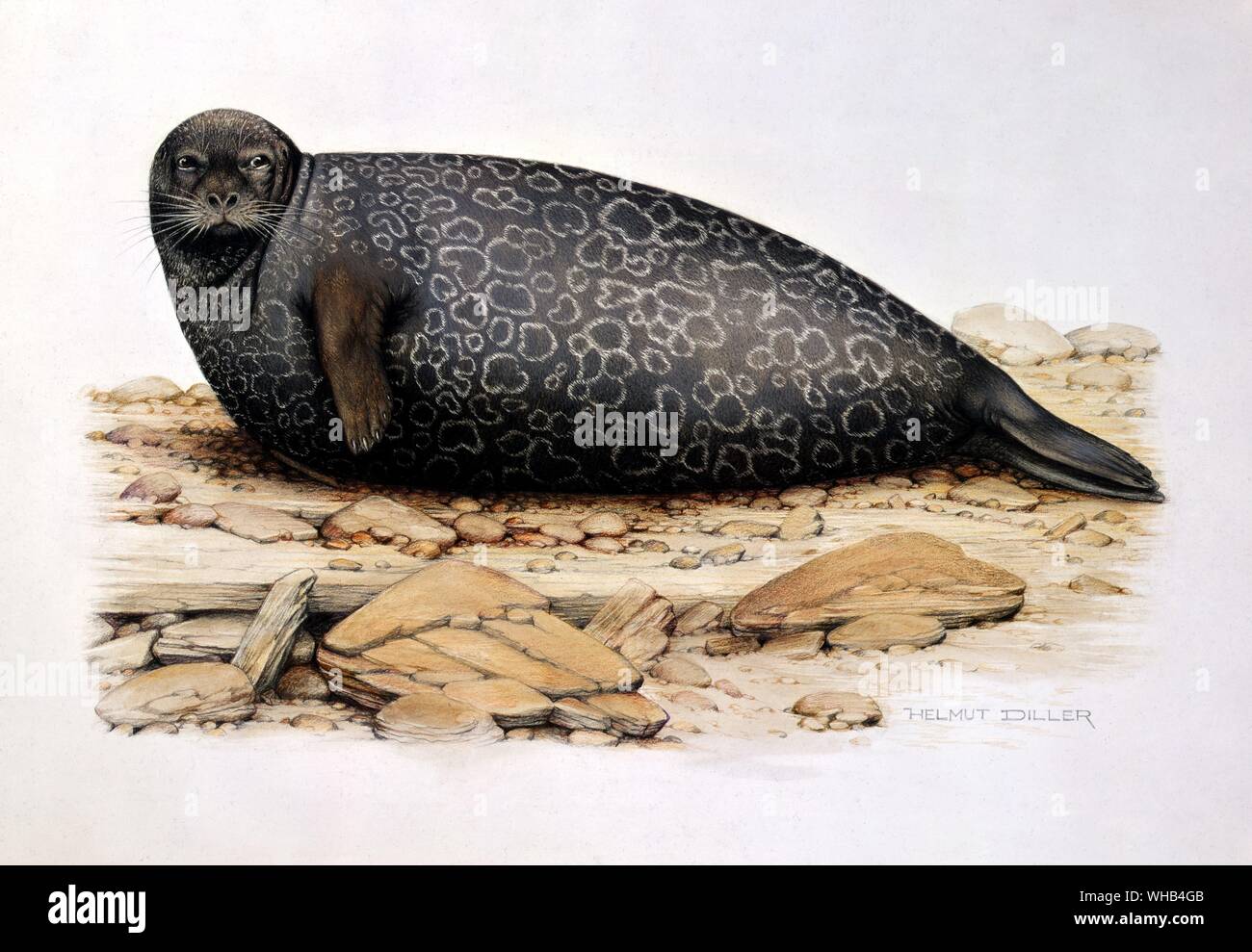 Common seal - subspecies from freshwater Lake Saimaa, Finland - drawing by Helmut Diller. Stock Photo