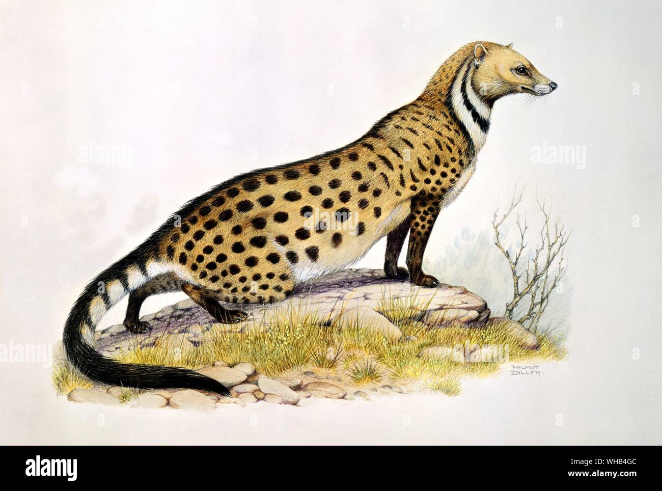 The Travancore race of the large spotted civet (South India) - drawing by Helmut Diller. Stock Photo
