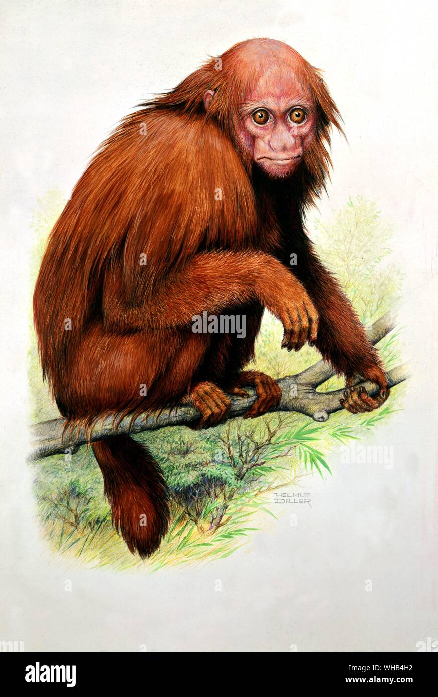 Red Uakari (Brazil-Peru border forests) by Helmut Diller - . Uakari is the common name for the New World monkeys of the genus Cacajao. The common name is believed to come from the indigenous term for Dutchmen. their red faces apparently reminded the locals of sun-burned Europeans. Cacajao is also believed to be an indigenous name, of unknown meaning now, as the tribe and language is extinct.. Stock Photo