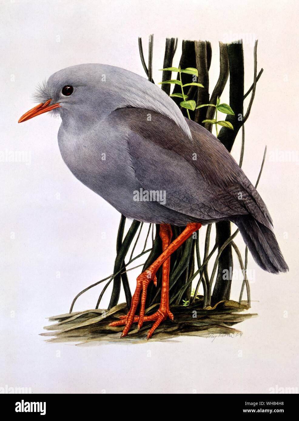 Bird illustration - The Kagu (suborder of the crane - rail order (New Caledonia)) by Jorg Kuhn. The Kagu or Cagou (Rhynochetos jubatus) is a long-legged greyish bird, the only member of the family Rhynochetidae. It is found only in the dense mountain forests of New Caledonia. It is almost flightless, and builds a ground nest of sticks, laying a single egg. It has proved vulnerable to introduced rats and cats, and is threatened with extinction. The remote habitat and rarity of this species mean that little is known of its habits.. Stock Photo