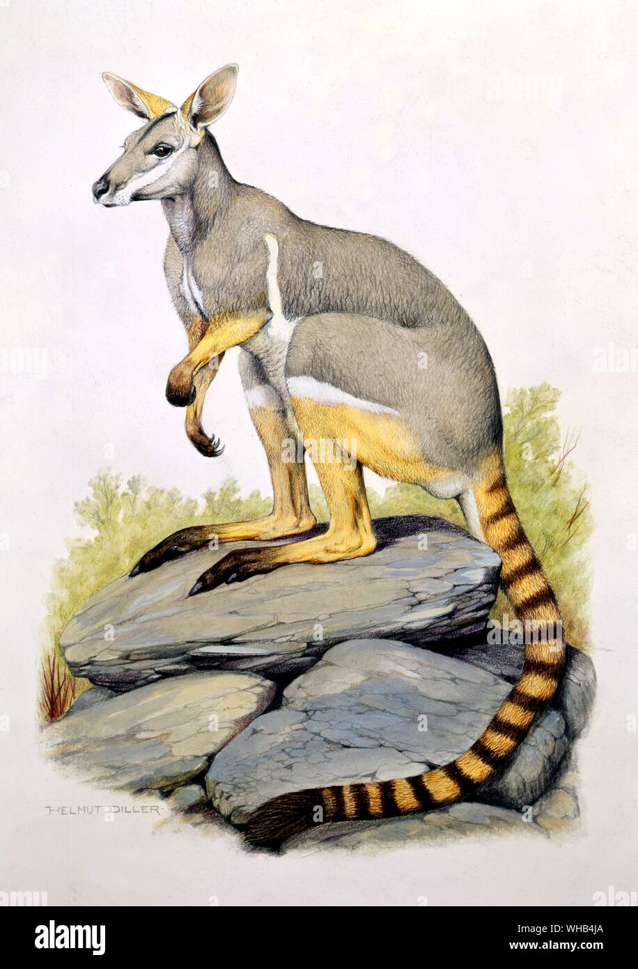 Ring-tailed rock wallaby (western race)(Flinders Range, South Australia) - drawing by Helmut Diller. Stock Photo