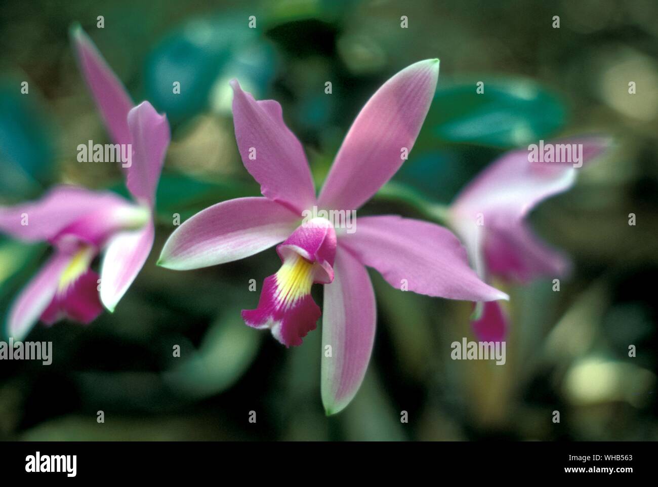 Orchid Brazil Stock Photo Alamy