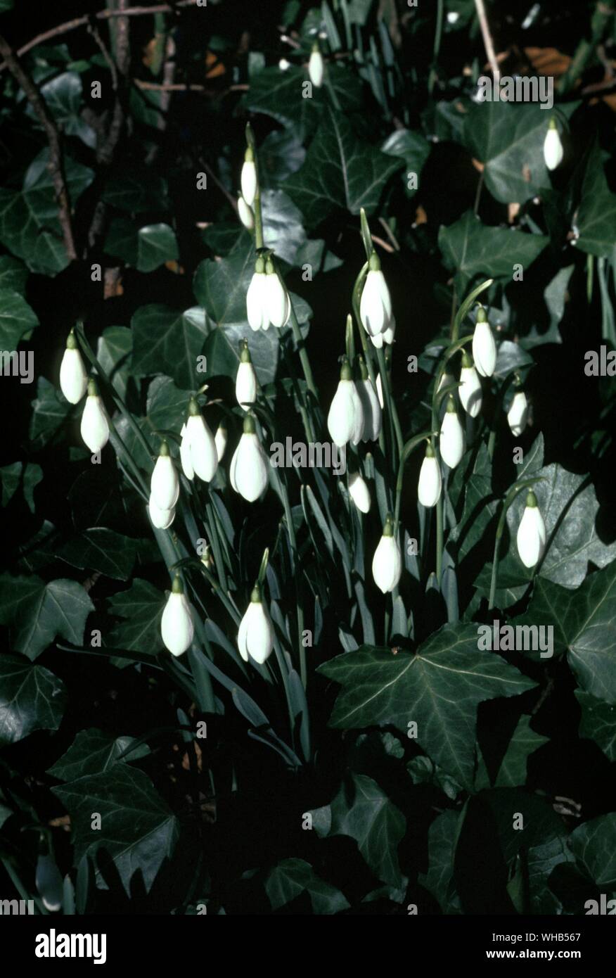 Snowdrops. Stock Photo