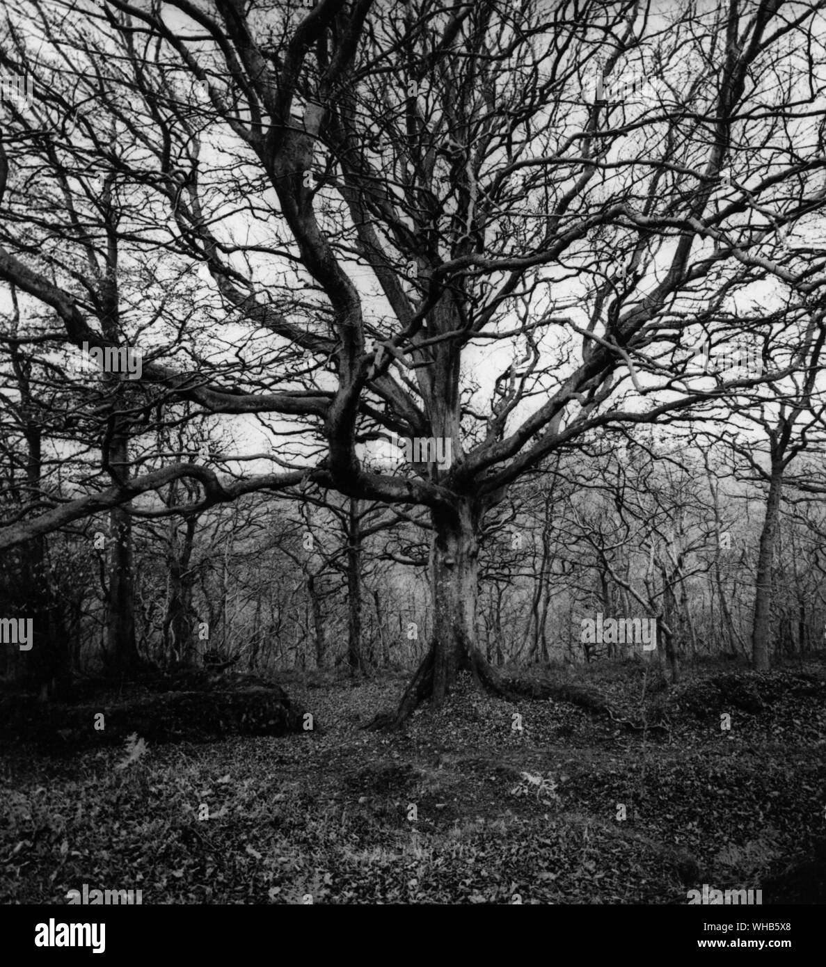 Walford's Gibbet Somerset. Haunted by John Walford a charcoal burner . Scene of the execution in 1789 of John Walford, a charcoal burner, who murdered his wife and threw her body onto Dead Woman's Ditch Stock Photo