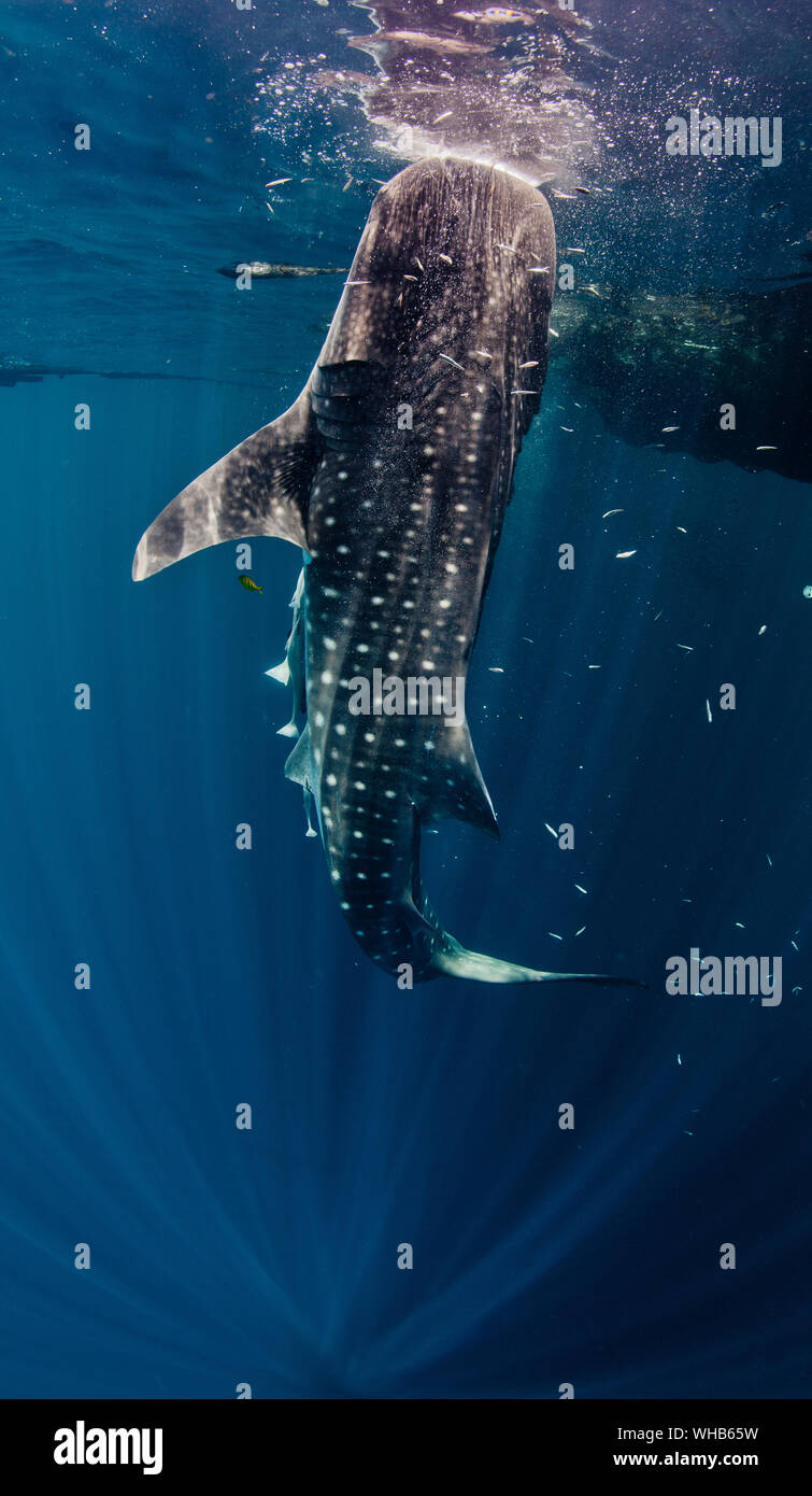 Shark eating blue whale hi-res stock photography and images - Alamy