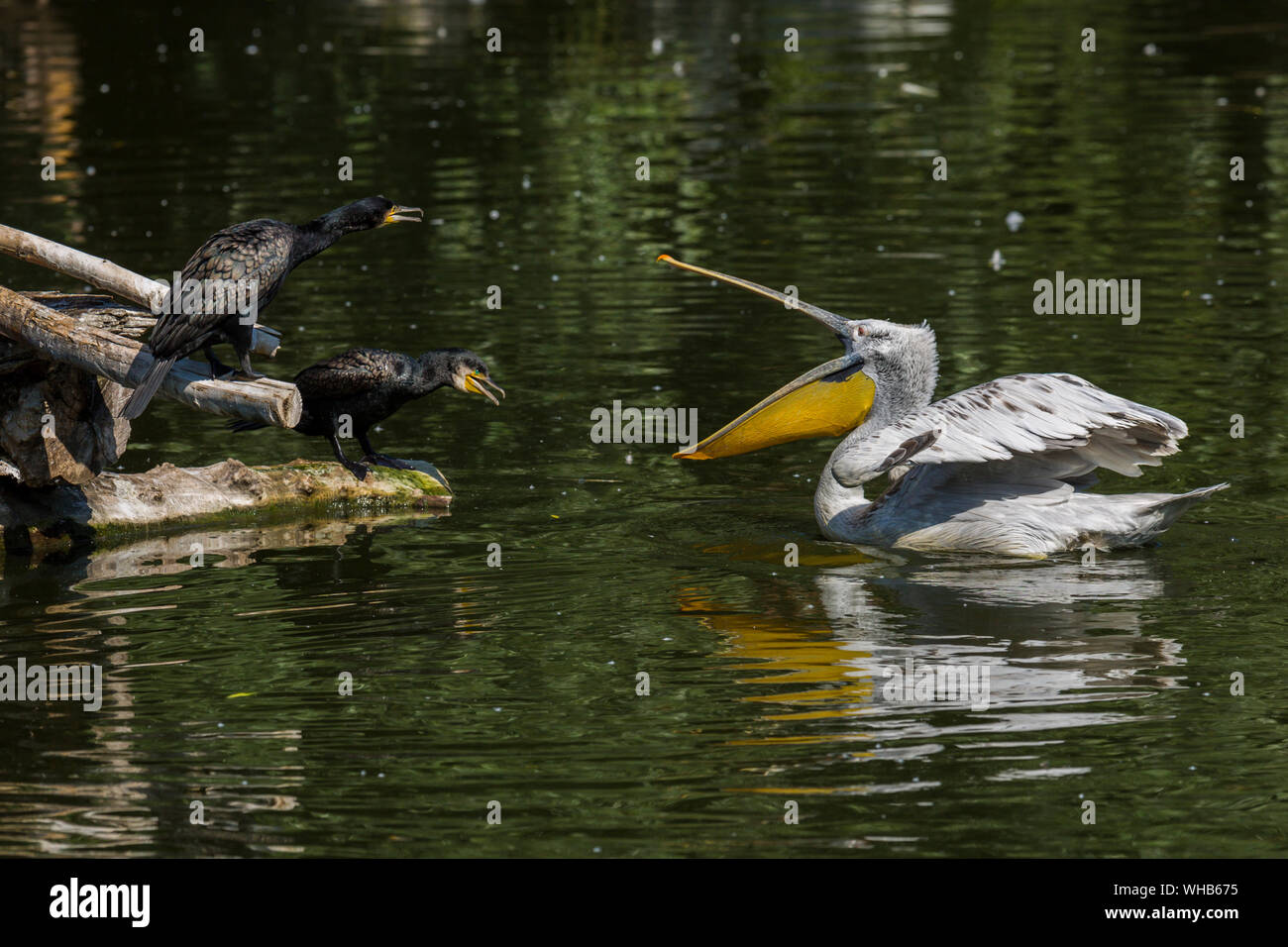 Pelican And Great Cormorants In Lake Stock Photo