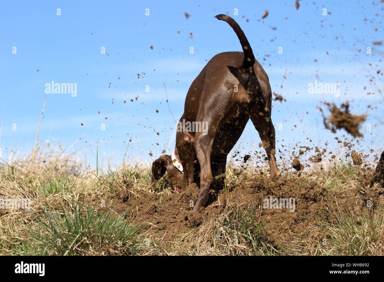 Rear View Of Dog Digging Dirt Against Sky Stock Photo