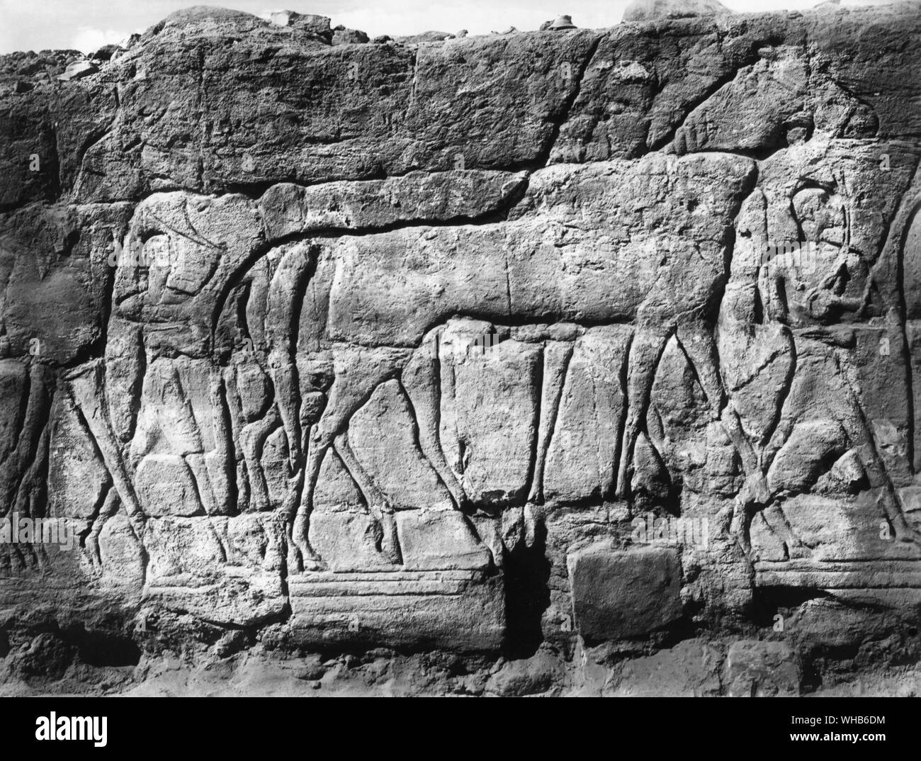 Men leading horses King Piankhy Ethiopian King XXV Dynasty Gebel Barkal Temple (Sudan) Upper Egypt late period - Piye, whose name was once transliterated as Py(ankh)i. (d. 721 BC) was a Kushite king and founder of the Twenty-fifth dynasty of Egypt who ruled Egypt from the city of Napata, located deep in Nubia, Sudan. . Stock Photo