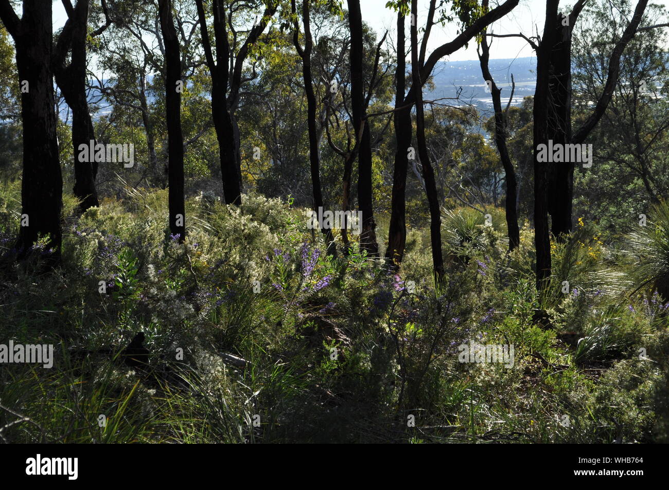 Eucalyptus forest after controlled burning for fire control, Whistlepipe Gully Walk, Mundy Regional Park, Perth Hills, Western Australia Stock Photo