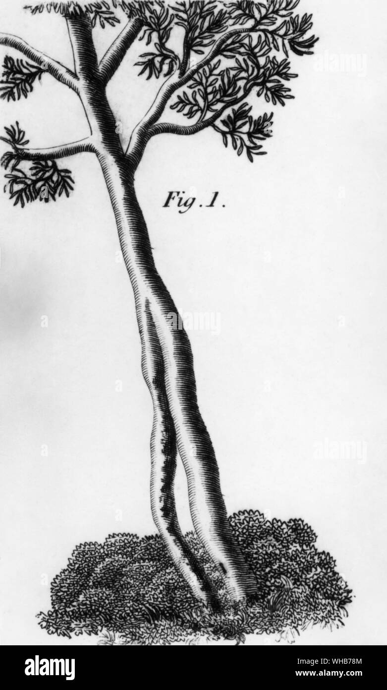 The transference of evil to cleft objects . A child who was passed through the cleft of this ash tree was cured of a rupture Gentleman's Magazine 1802 Stock Photo