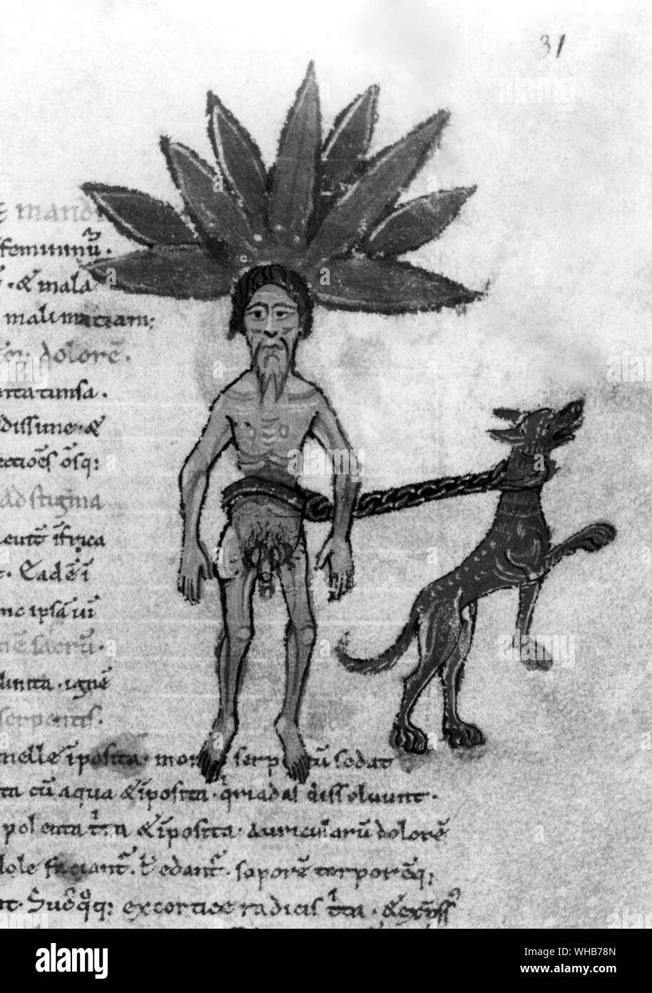 Belief in magic dies hard. A mandrake being pulled up by a wolfhound the only way to capture and tear it from the ground . Medieval bestiary MS Ashmole 1431. . Mandrake is the common name for members of the plant genus Mandragora belonging to the nightshades family Stock Photo