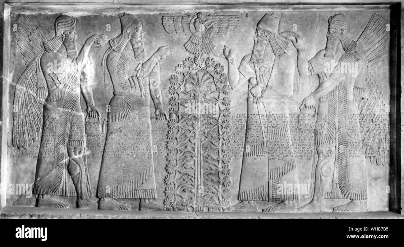 The worship of trees. King Ashurnasirpal of Assyria the king of the world who has subjugated all mankind with his divinites the winged sun disk and the tree of life . The relief from Ashurnasirpal's palace at Numrud 9th century BC shows the king twice on either side of the sacred emblems . . Kings and winged figures bearing offering beside a sacred tree. Stock Photo