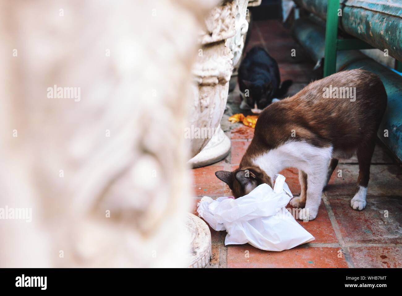 Can A Dog Die From Eating A Plastic Bag