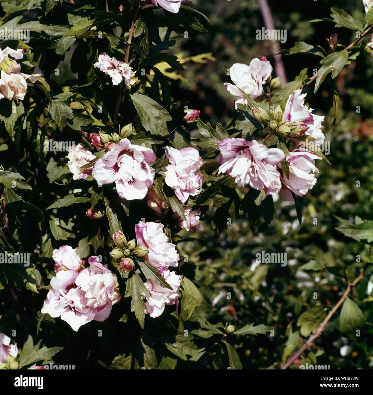 Hibiscus Syriacus Ardens - Ardens Rose of Sharon. Stock Photo