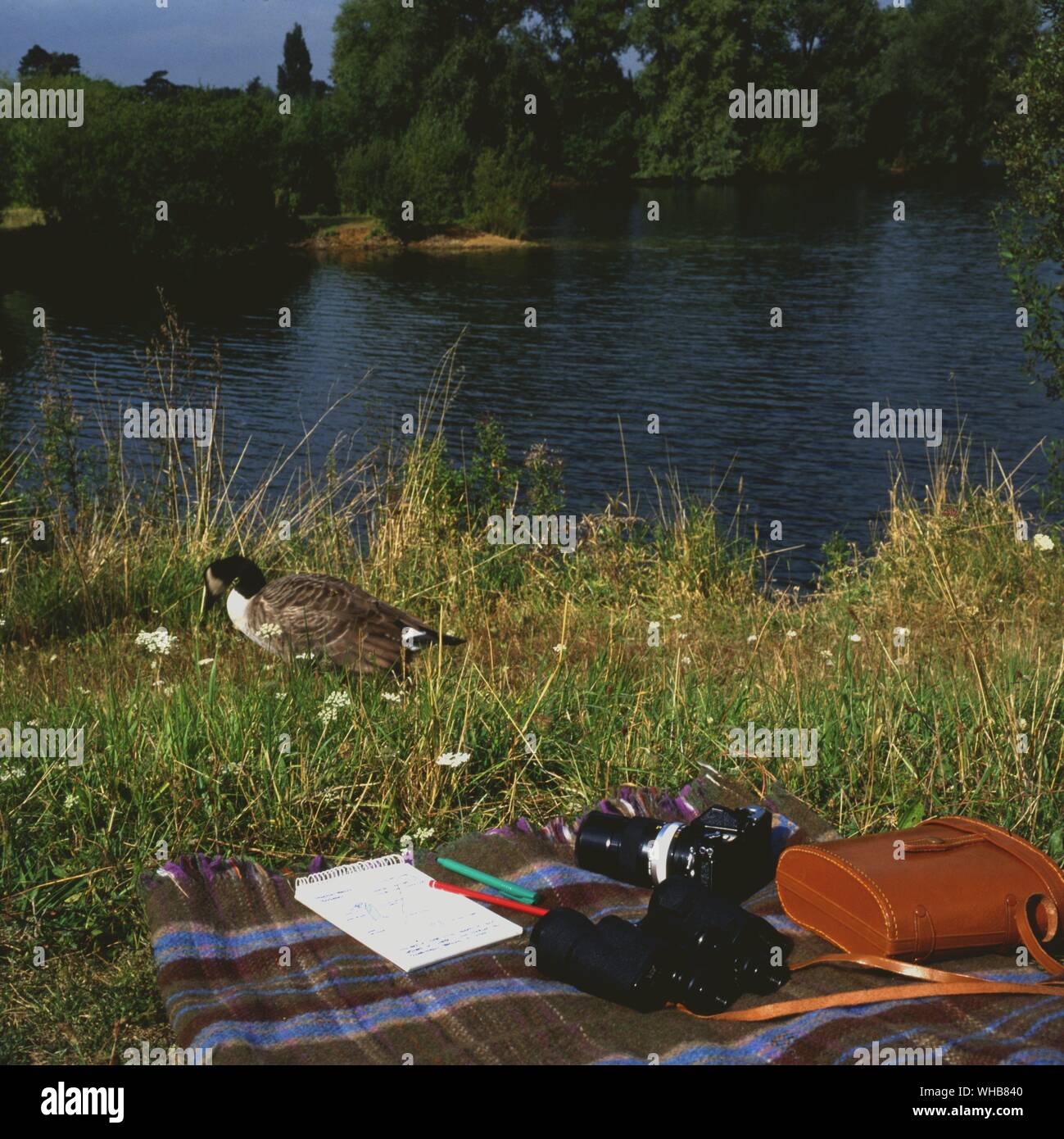 Birdwatching in England. Stock Photo