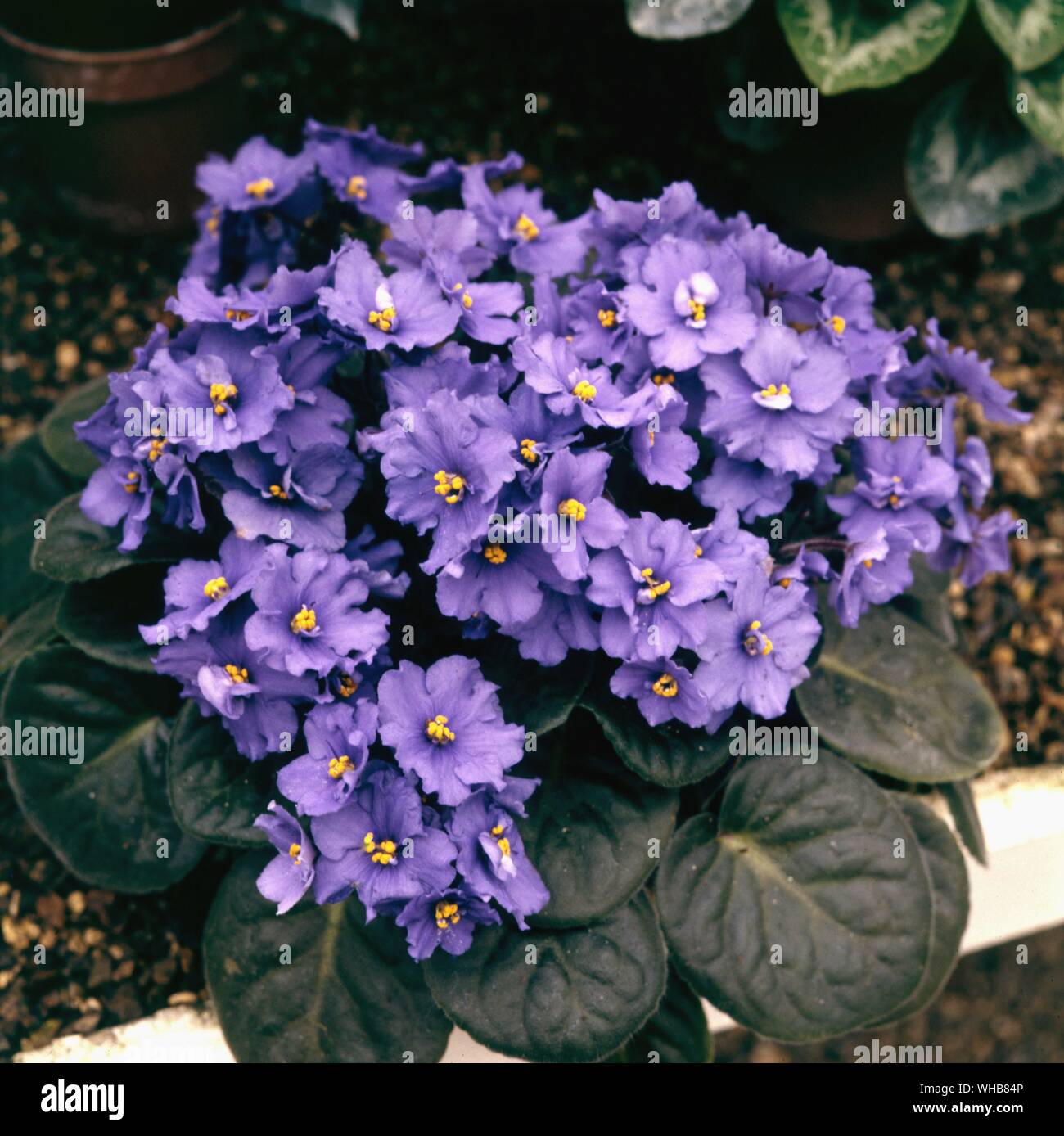 Saintpulia Rhapsody deep blue - commonly known as African violet, is a genus of species of herbaceous perennial flowering plants in the Gesneriaceae family, native to Tanzania, and named after Baron Walter von Saint Paul (1860-1910) who discovered the plant in Tanganyika (Tanzania) in Africa.. Stock Photo
