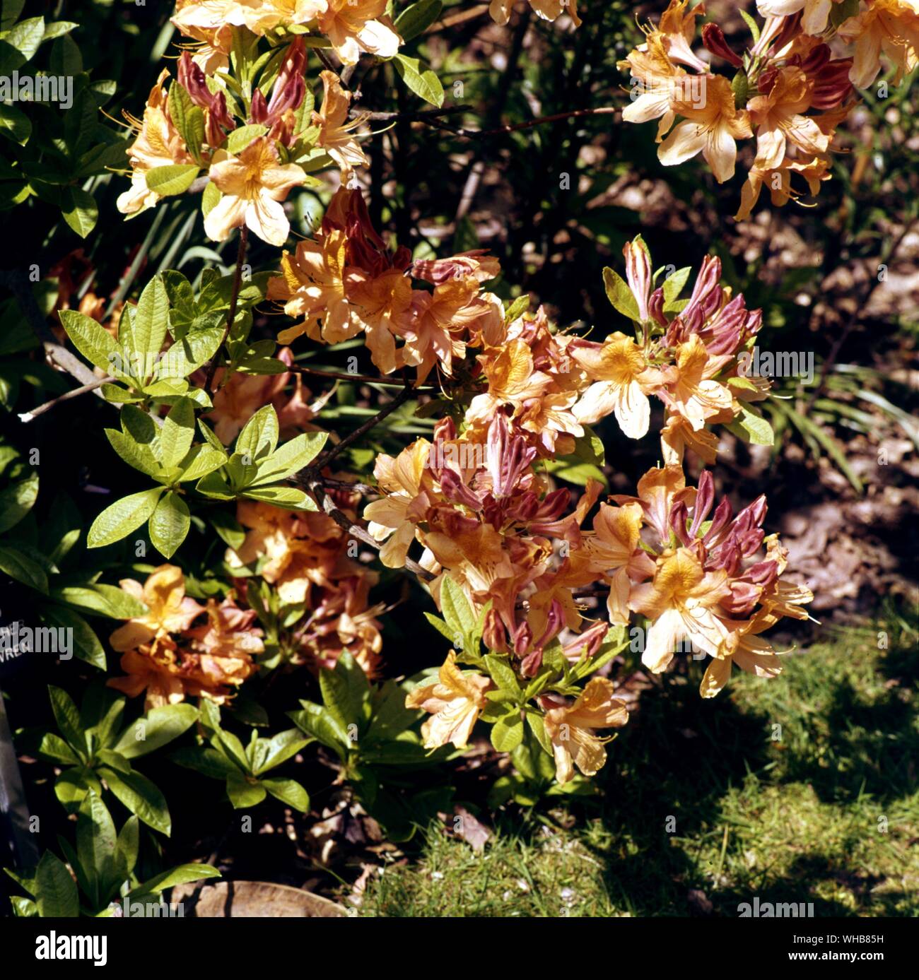 Rhododendron Christopher Wren Mollis Azalea. Stock Photo