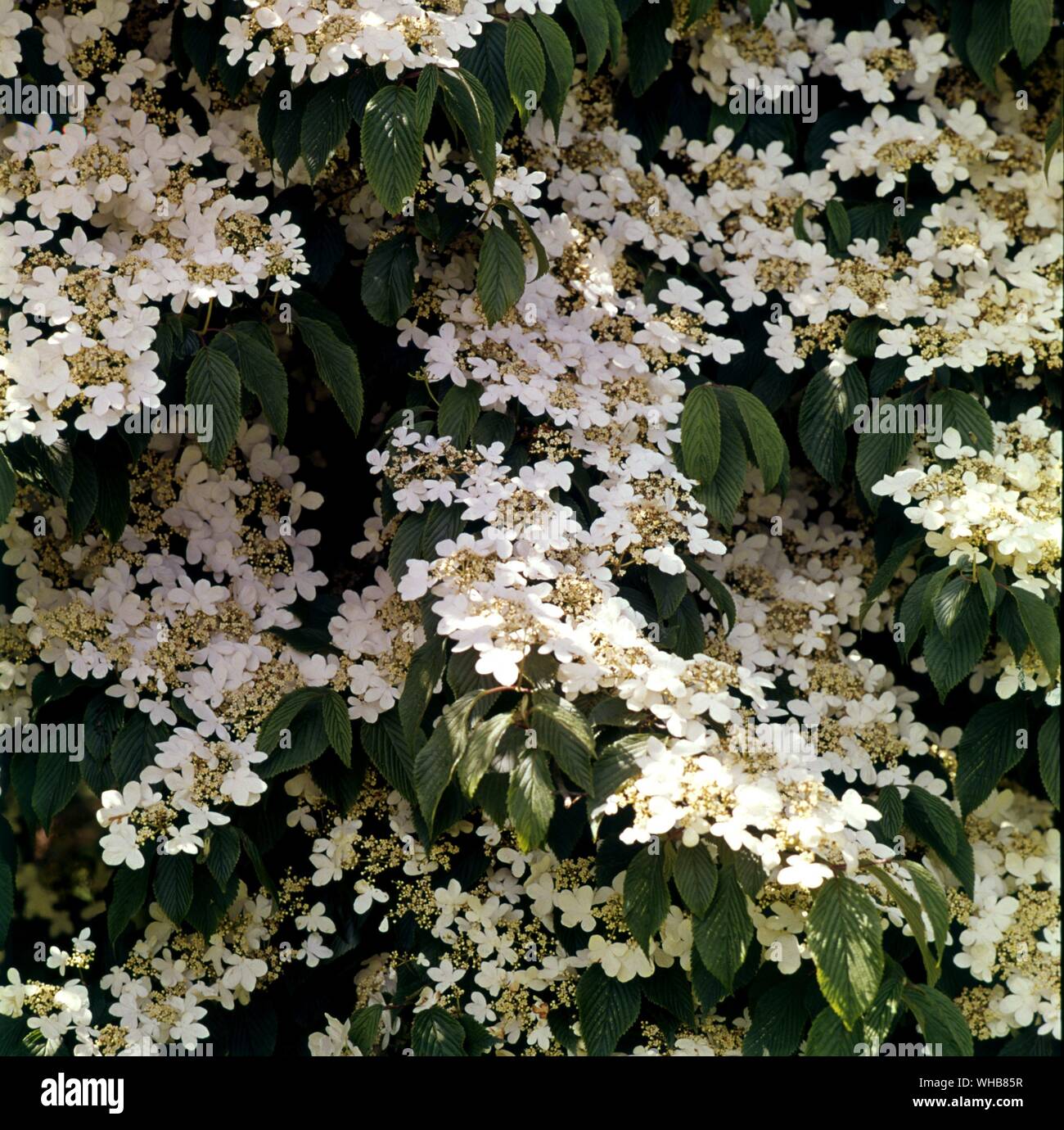 Viburnum Plicatum Lanarth. Stock Photo