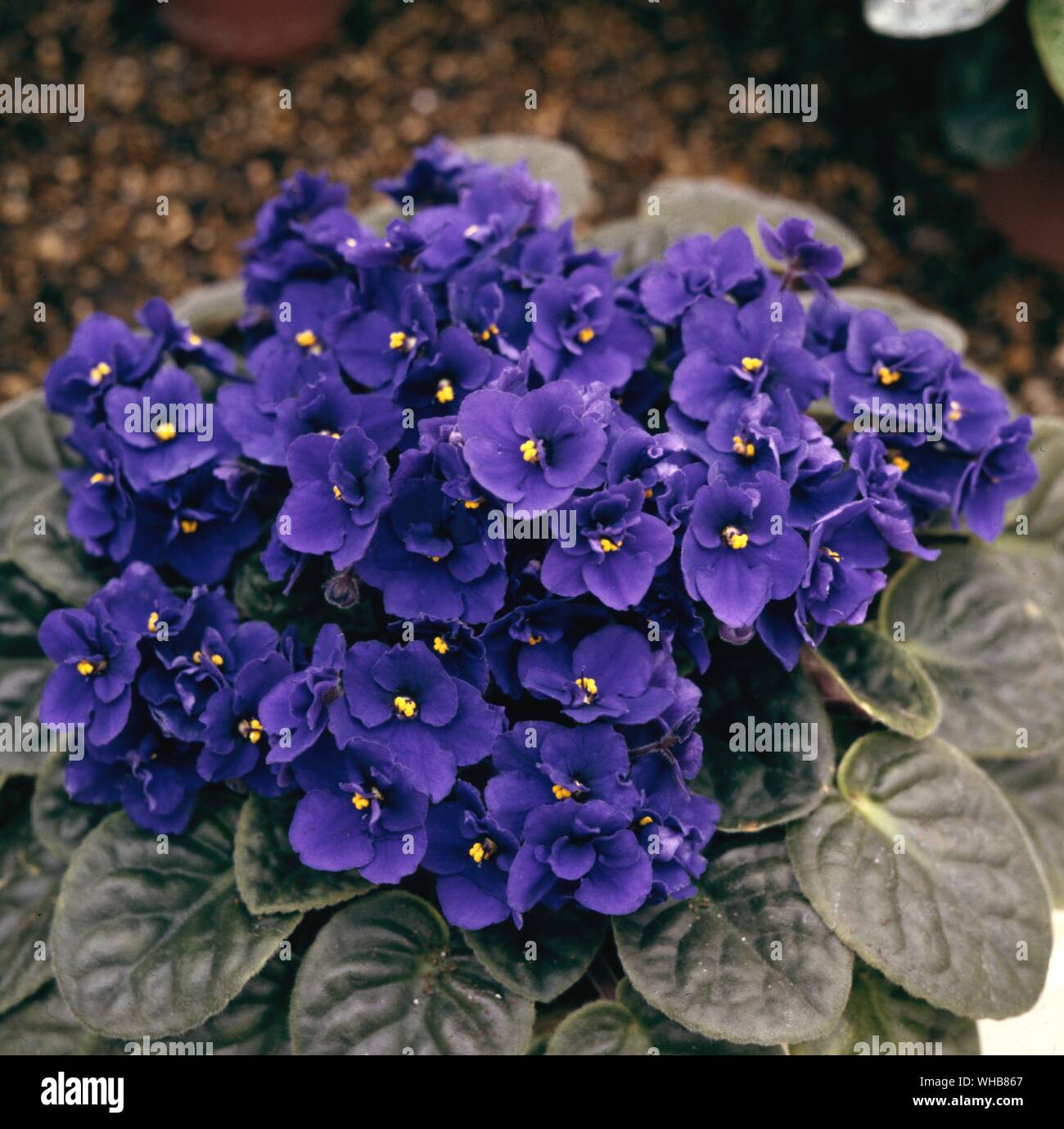 Saintpulia Rhapsody deep blue - commonly known as African violet, is a genus of species of herbaceous perennial flowering plants in the Gesneriaceae family, native to Tanzania, and named after Baron Walter von Saint Paul (1860-1910) who discovered the plant in Tanganyika (Tanzania) in Africa.. Stock Photo