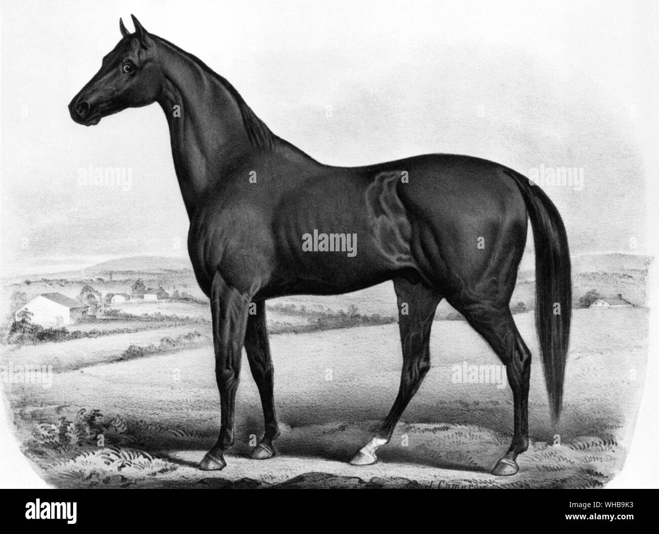 American Eclipse : Currier and Ives lithograph , 1932. Artist J Cameron. . Foaled May 25 1814 Stock Photo