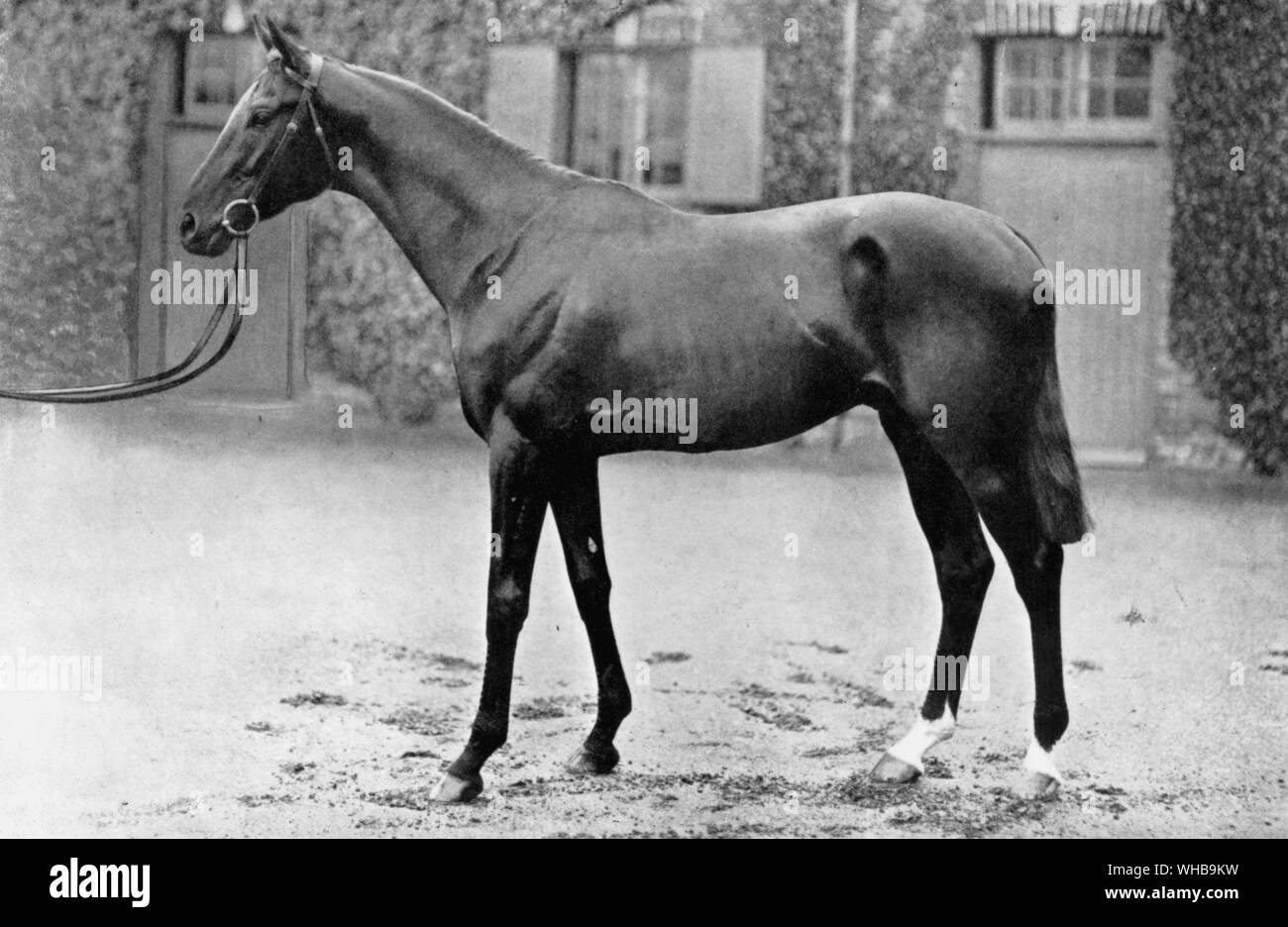 Brown horse, Ard Patrick. photo W A Rouch. . Winner of the Derby 1902.  Sold to the German government for 20 000 guineas Stock Photo