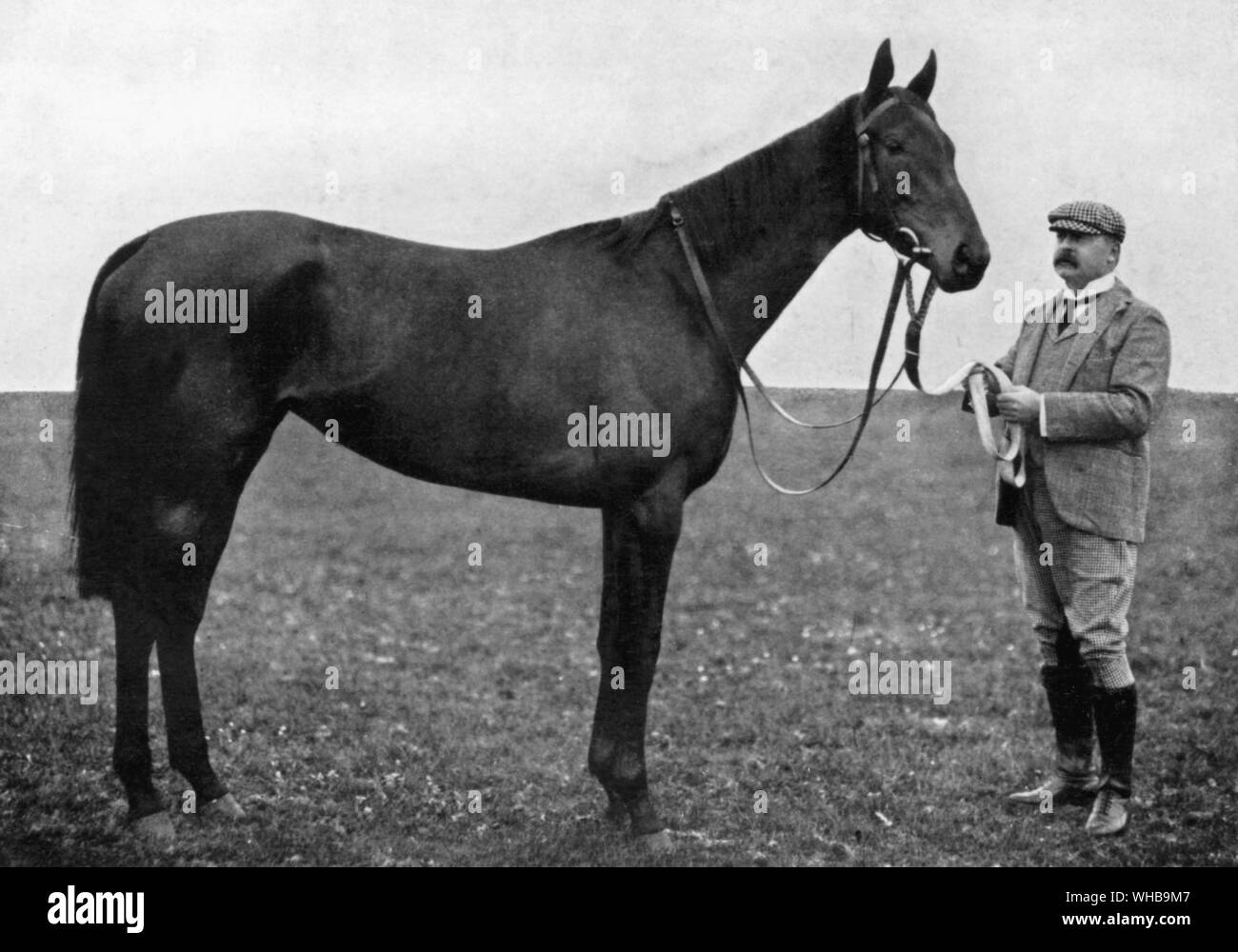 Bay filly , Sceptre.  Photo by W A Rouch. Winner of the St Leger 1902.  Owned by W A H Bass.. Stock Photo