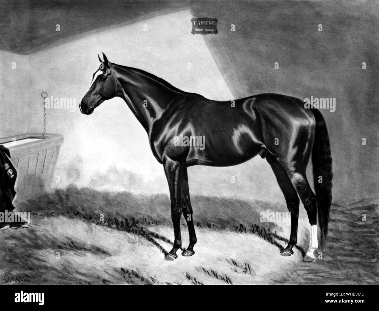 Bay horse, Carbine.  New Zealand horse, raced and won extensively in Australia.. . 1890 Stock Photo