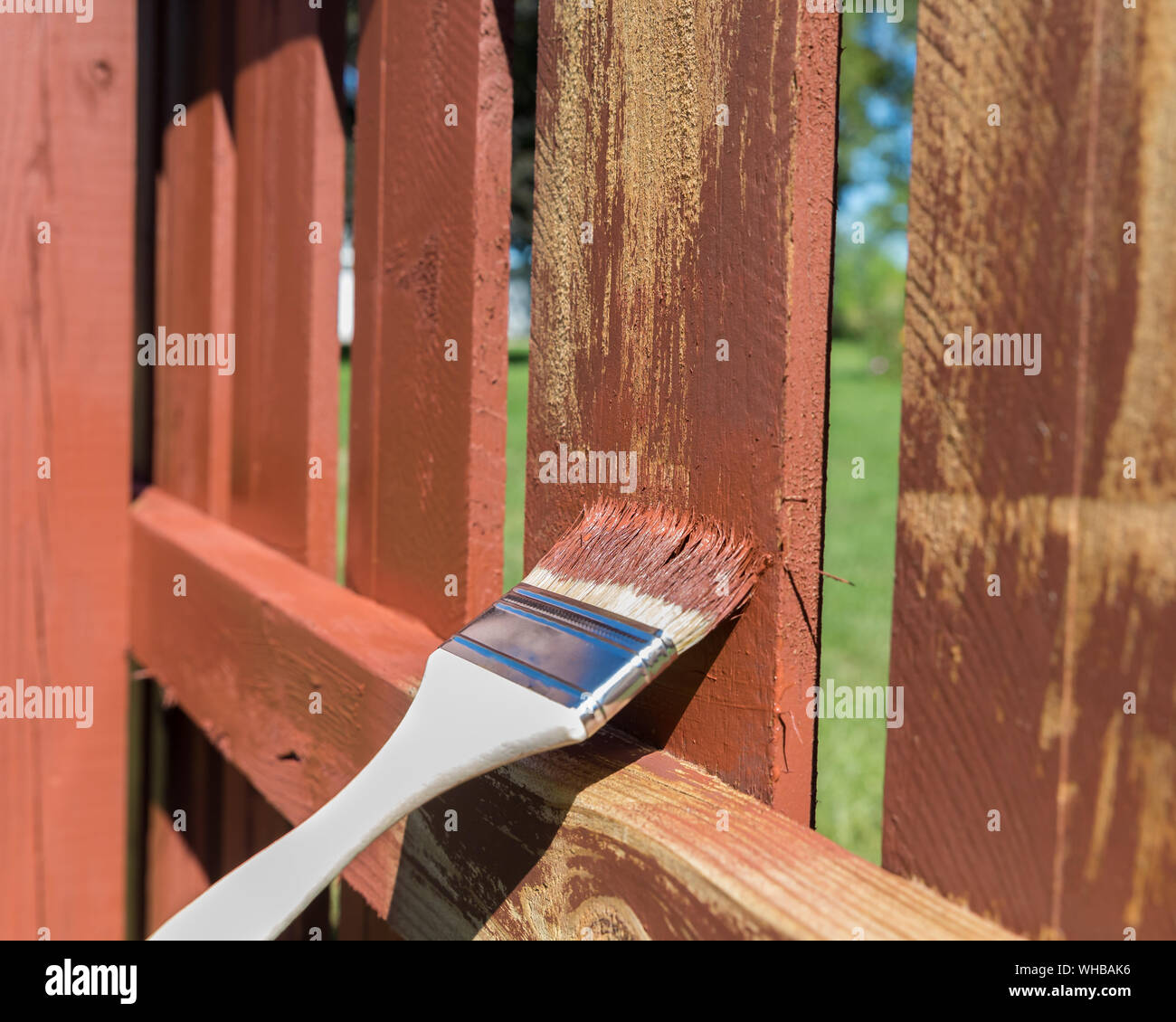 Painting old wood privacy fence in yard with paint brush. Home improvement, DYI concept Stock Photo