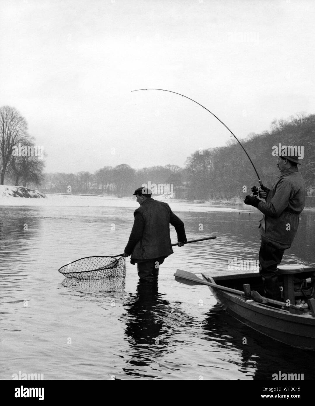 Putting the strain on a good fish in Kelso  Scotland Stock Photo