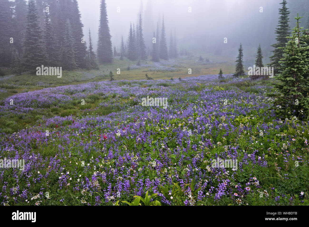 Fresh autumn snowfall on Washington’s tallest peak, Mt Rainier, reflecting into Plummer Peak Tarn at Mount Rainier National Park. Stock Photo