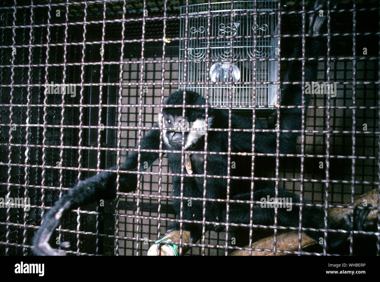 Caged White Cheeked Gibbon , on way to being sold , Warehouse , Osaka , Japan Stock Photo