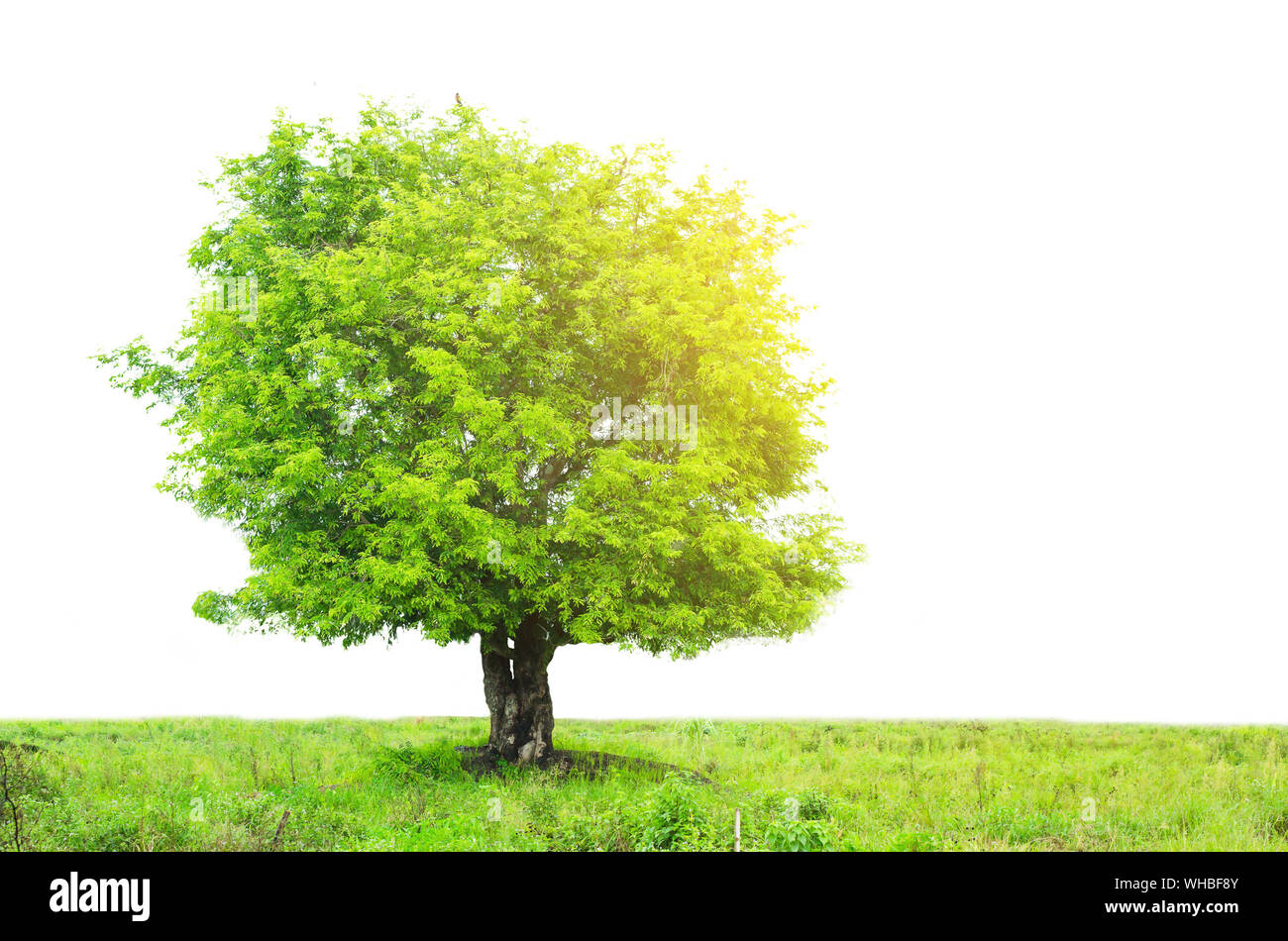 Single Tree On Green Field Against Clear Sky Stock Photo